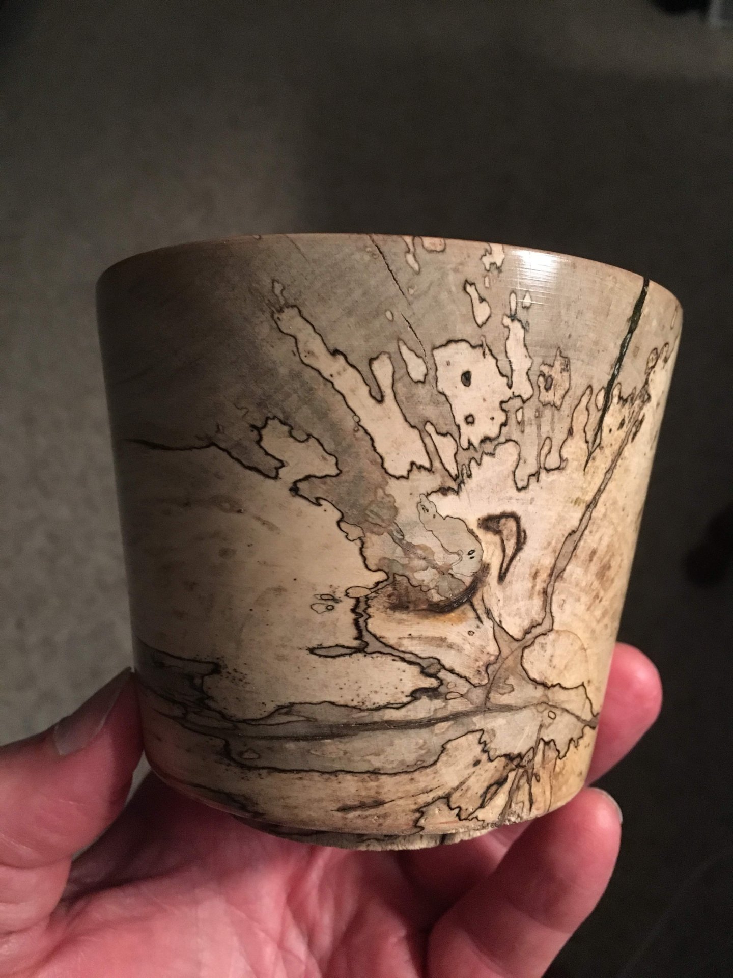Spalted Holly