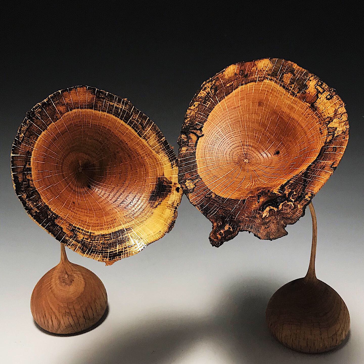 Spalted  Red Oak Podlets