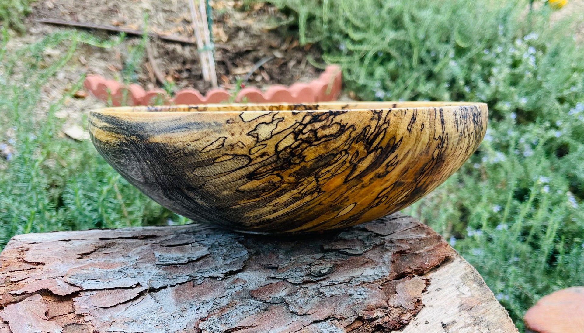 Spalted sugarberry